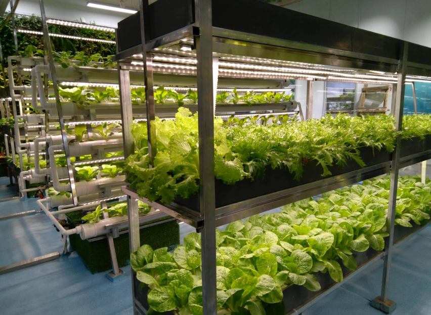 11月種植蔬菜指南：台灣秋冬蔬菜栽培秘訣與品種推薦