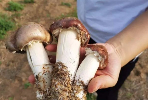 基松茸 功效 基松茸 功效