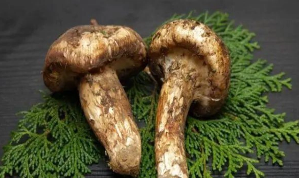 基松茸 料理 基松茸 料理