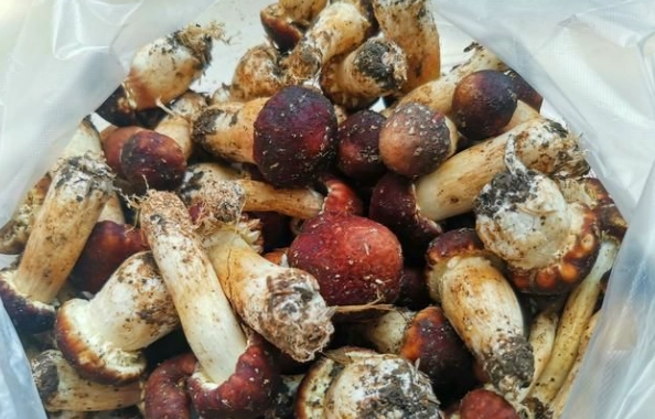 基松茸 料理 基松茸 料理