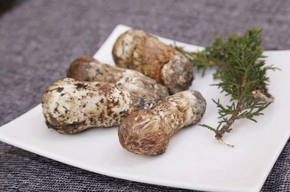 基松茸 功效 基松茸 功效