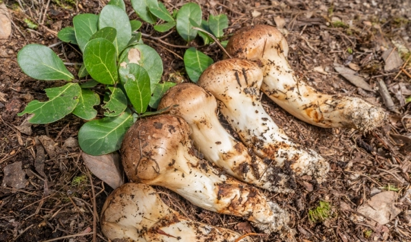 基松茸 購買 基松茸 購買