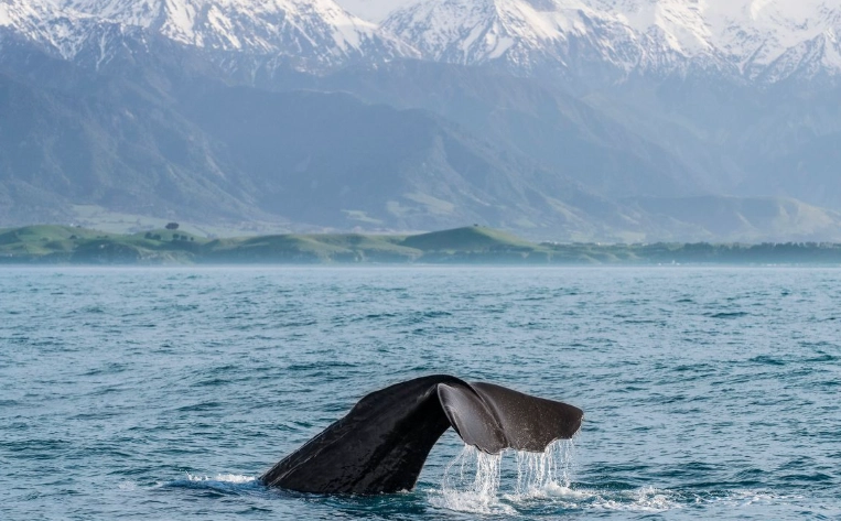 紐西蘭賞鯨地點