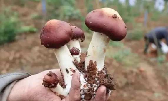 基松茸 購買 基松茸 購買