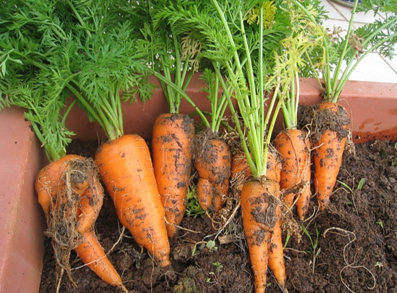 紅蘿蔔過量危害 紅蘿蔔過量危害