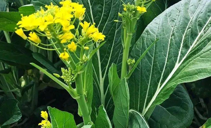 菜心苗菜心比較