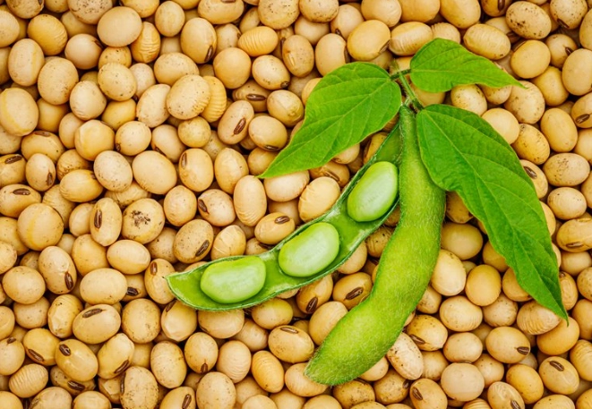 煮黃豆打豆漿方法