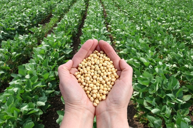 泡黃豆注意事項 泡黃豆注意事項