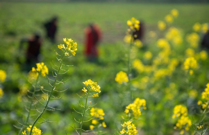 如何避免吃菜脹氣 如何避免吃菜脹氣