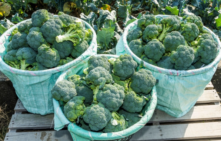 吃青花菜 肚子 痛