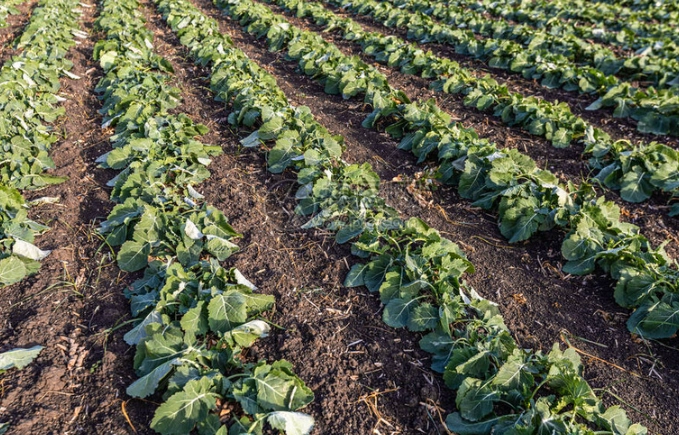 高纖蔬菜脹氣 高纖蔬菜脹氣