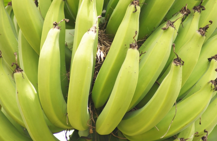 空腹吃香蕉 空腹吃香蕉