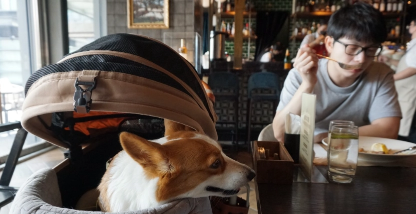 寵物友善餐廳推薦
