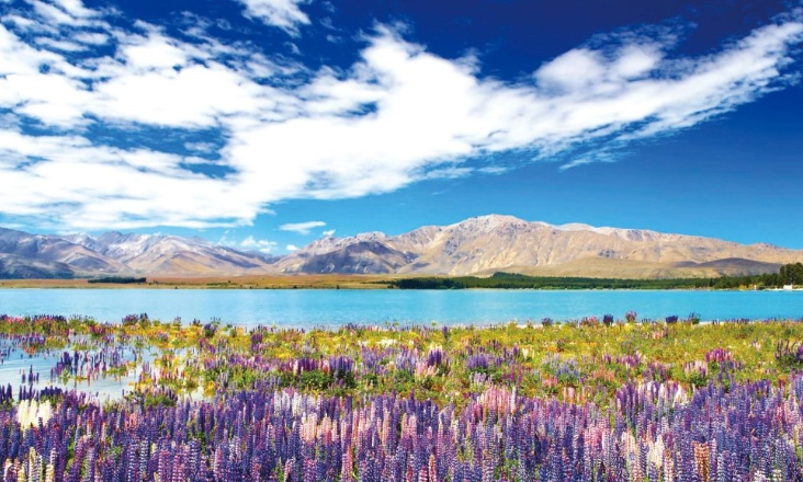 紐西蘭機票價格