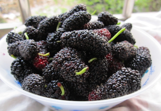 桑葚干吃法 桑葚干吃法