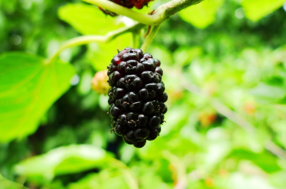 桑葚料理 桑葚料理