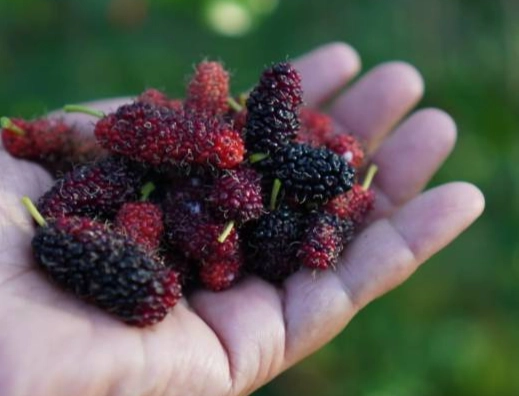 桑椹功效 桑椹功效