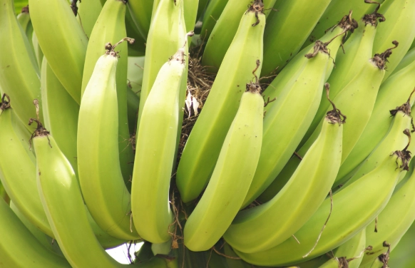 香蕉營養 香蕉營養