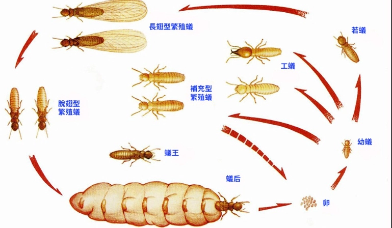 飛蟻入侵 飛蟻入侵