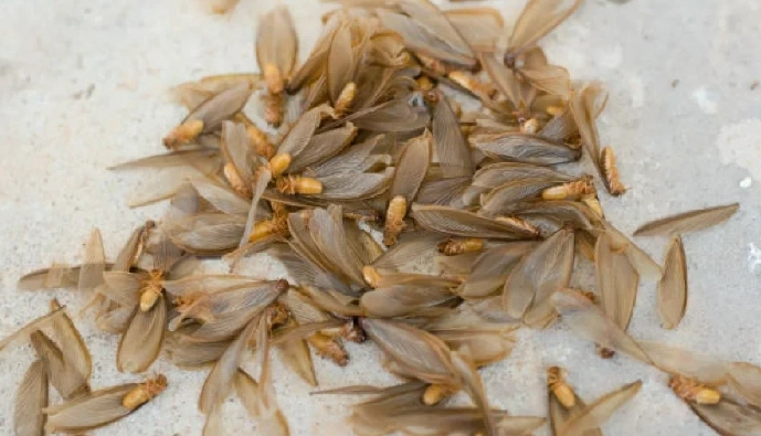 白蟻防治 白蟻防治