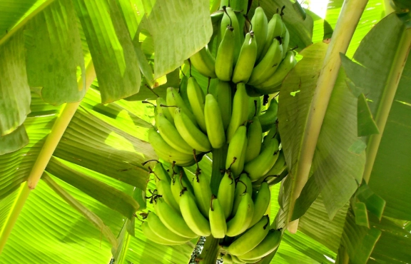 香蕉好處 香蕉好處