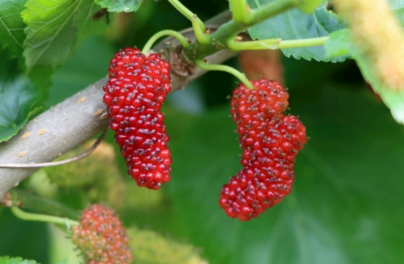 桑葚料理 桑葚料理