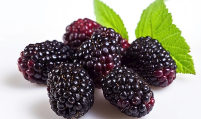 桑葚干功效 桑葚干功效