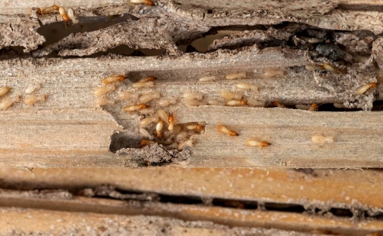飛蟻入侵 飛蟻入侵