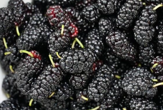 桑葚干功效 桑葚干功效