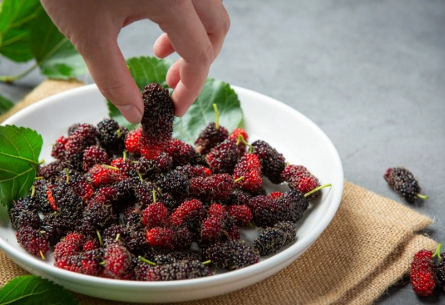 桑椹中藥 桑椹中藥