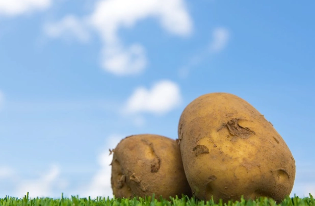 馬鈴薯健康吃法 馬鈴薯健康吃法