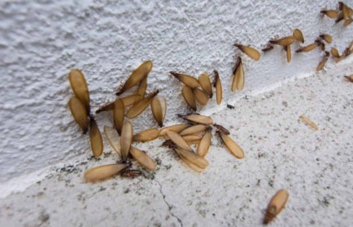 白蟻防治 白蟻防治