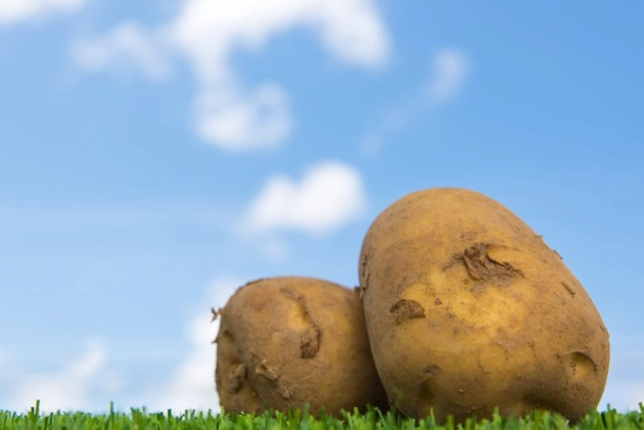 馬鈴薯如何泡水 馬鈴薯如何泡水