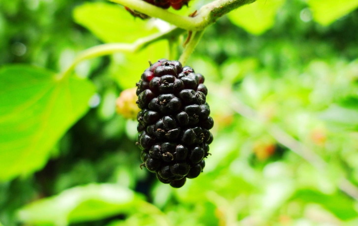 桑葚干吃法 桑葚干吃法