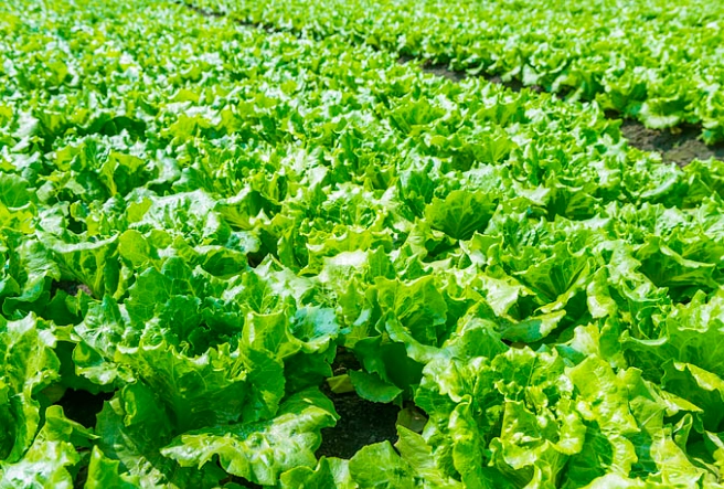 生食料理食譜 生食料理食譜