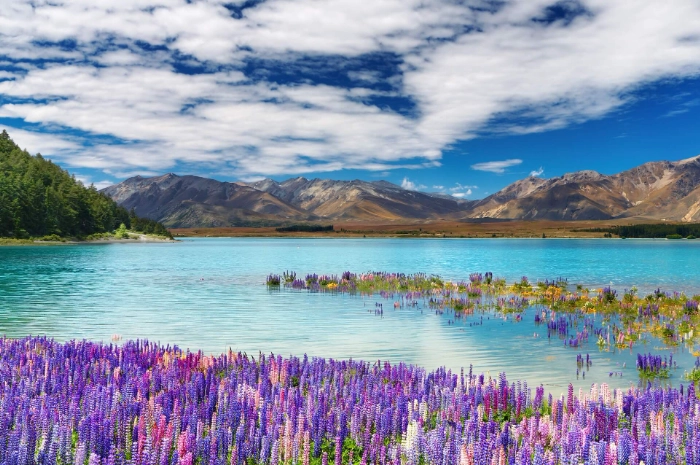 紐西蘭駕照翻譯