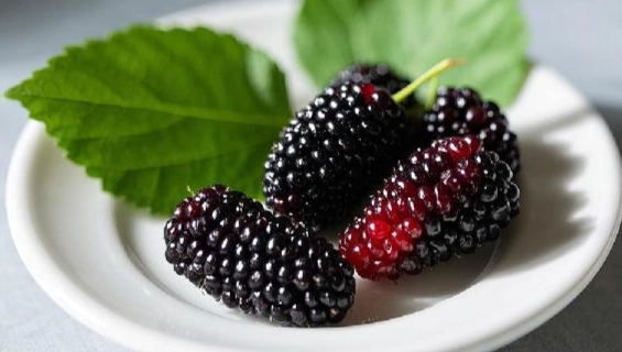 桑椹干健康風險 桑椹干健康風險