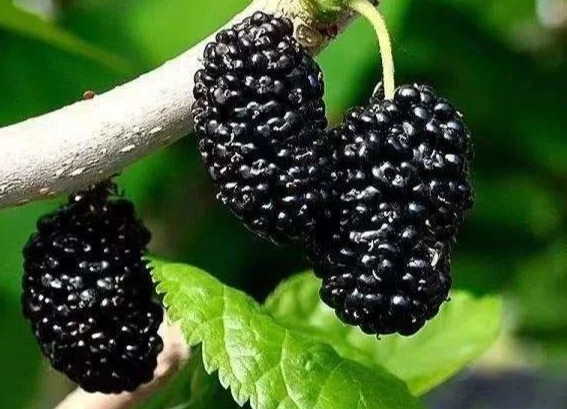 桑椹怎麼吃 桑椹怎麼吃