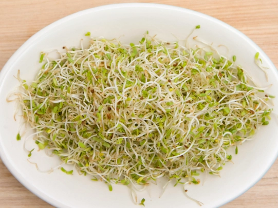 苜蓿芽 安全食用