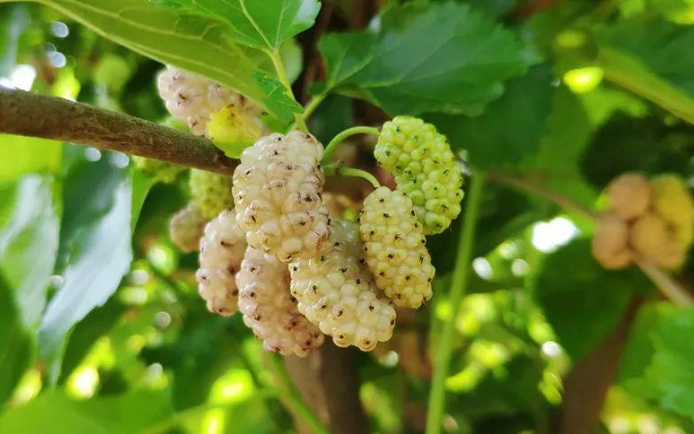 白桑子泡水功效