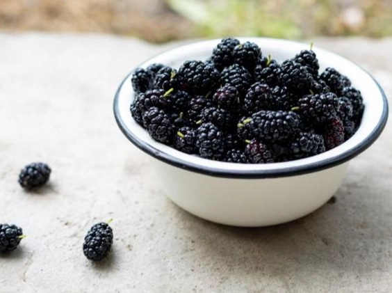 桑椹中藥 桑椹中藥