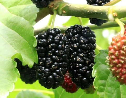 桑葚保存方法 桑葚保存方法