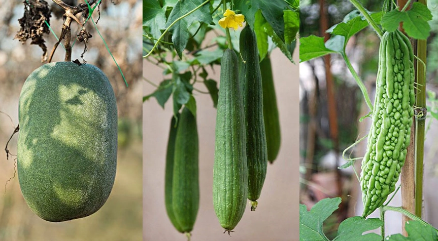 秋天種什麼瓜？台灣秋季瓜類種植指南與品種推薦