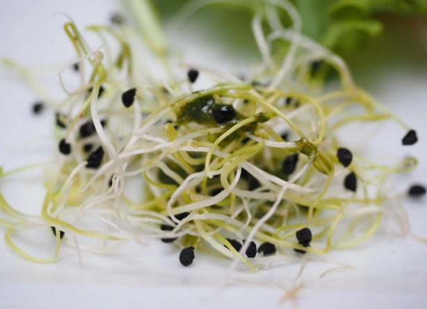 苜蓿芽營養 苜蓿芽營養