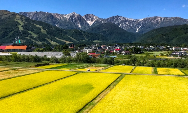 大出公園賞櫻時間