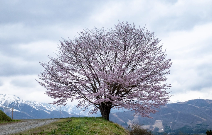 台灣賞櫻秘境 台灣賞櫻秘境