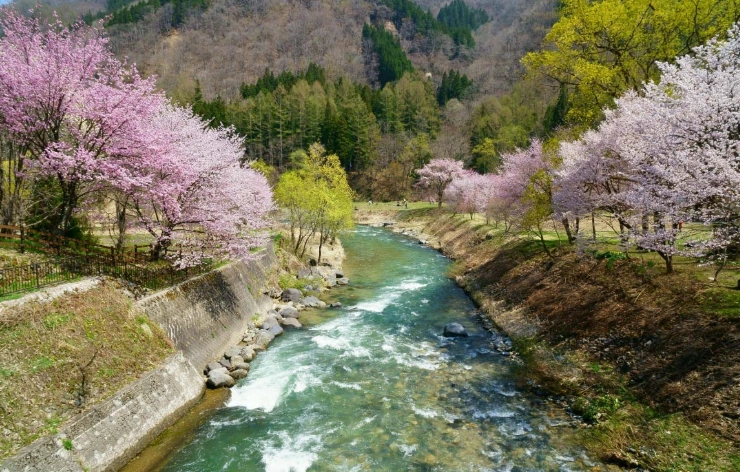 大出公園賞櫻時間