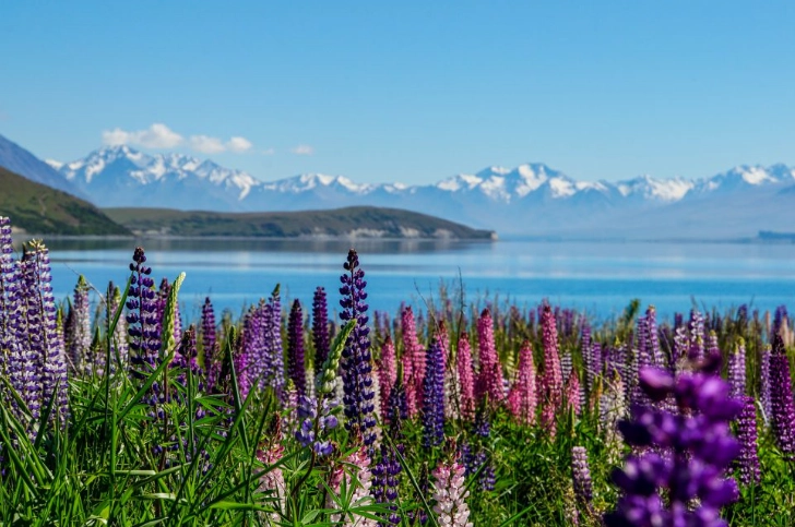 紐西蘭停車規定 紐西蘭停車規定