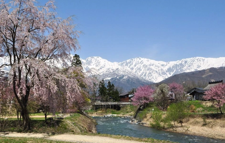 白馬村賞櫻 白馬村賞櫻