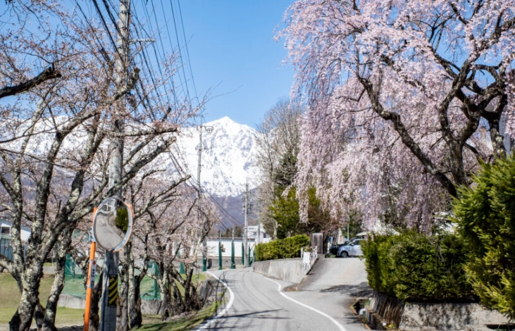 台灣賞櫻秘境 台灣賞櫻秘境